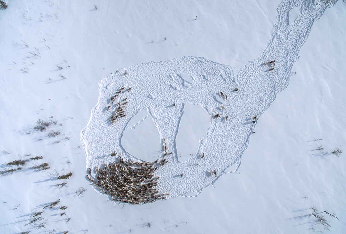 Оленеводам Ямала необходимо обладать большим умением, чтобы управлять оленьим стадом. Зимой, чтобы стадо не разбегалось по тундре, оленевод с оленем-вожаком протаптывает по снежной целине огромную петлю. Стадо, следуя за своим вожаком, создает тем самым естественный загон.