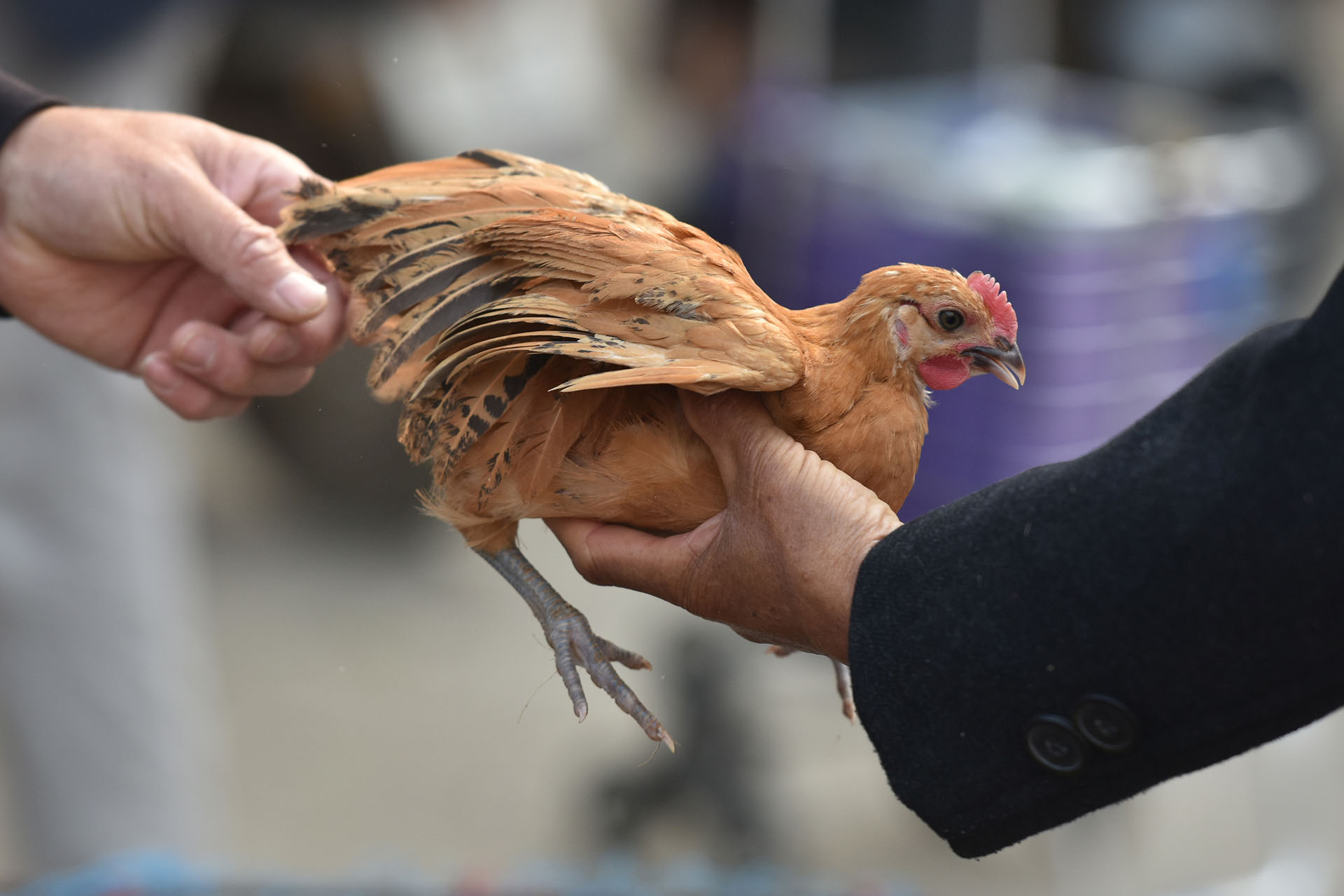 Китайская болезнь. 11th ASEAN Summit: the spread of avian Flu.