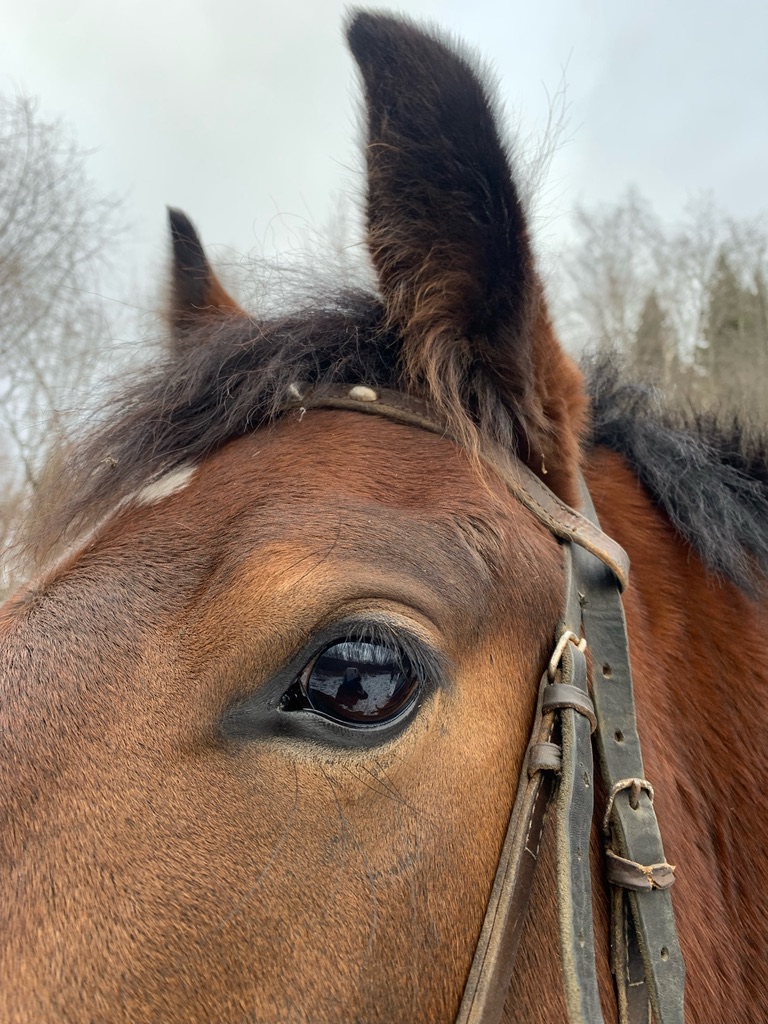 Нужны лошадки. Фото лёгкой лошадки. Лошади в Костроме красивые фото. Сколько земли надо для лошади. Что необходимо для лошади.
