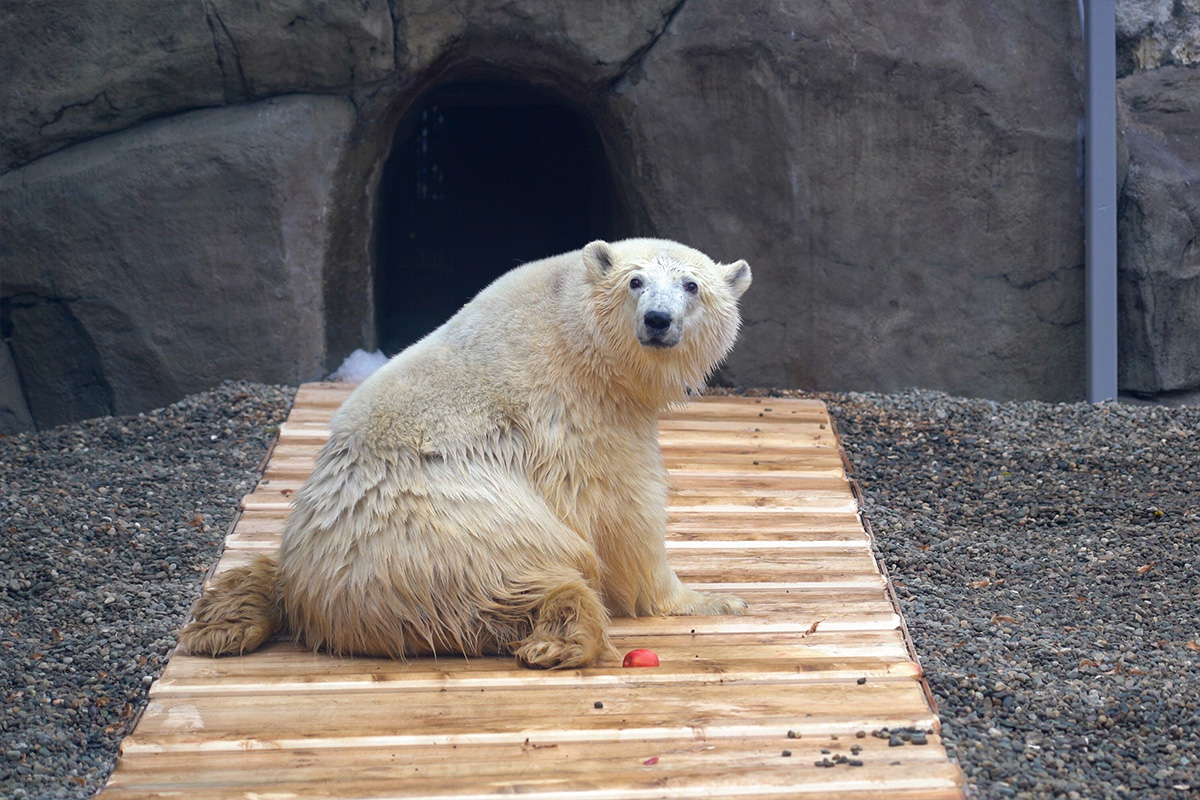 Белый медведь Диксон в реабилитационном бассейне Московского зоопарка