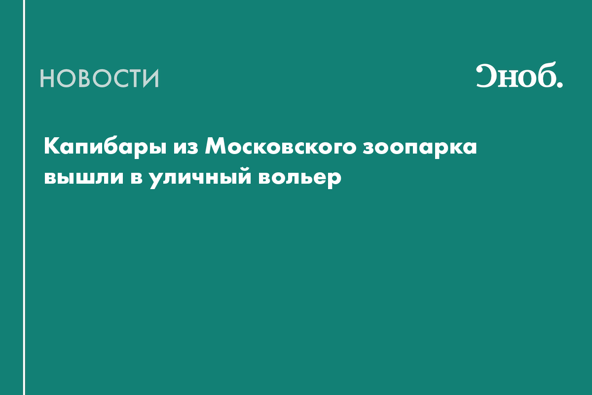 Капибары из Московского зоопарка вышли в уличный вольер