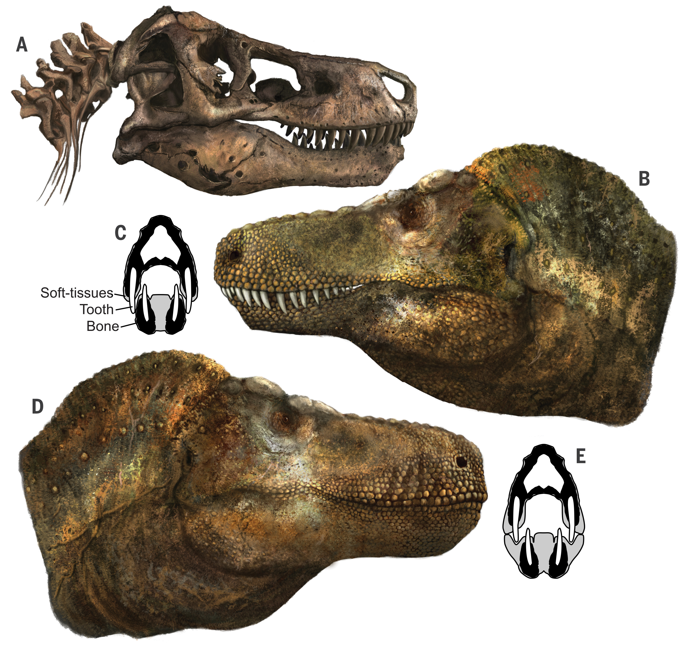 Реконструкция черепа тираннозавра, созданная учеными под руководством Томаса Каллена