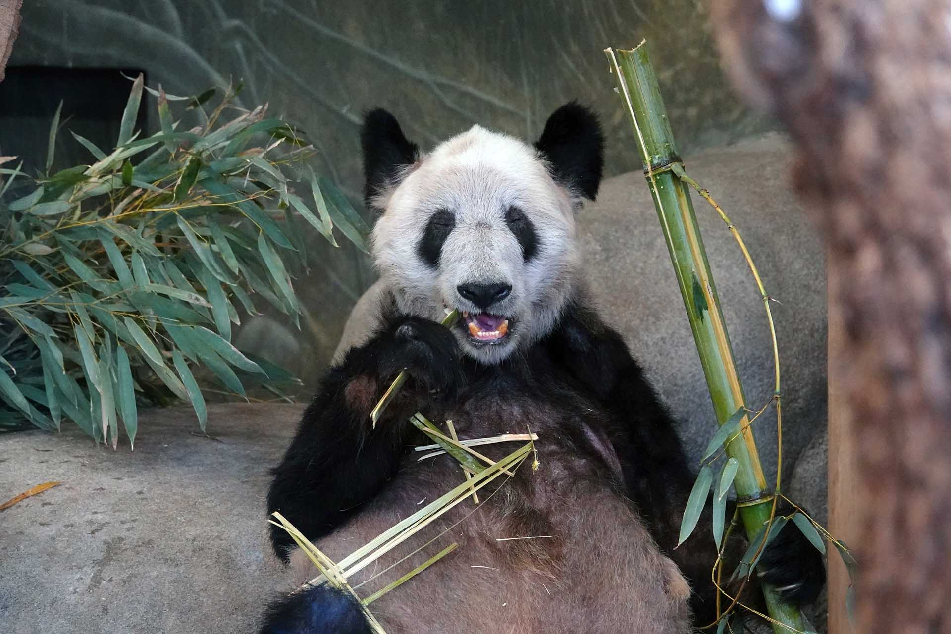Панда Я Я