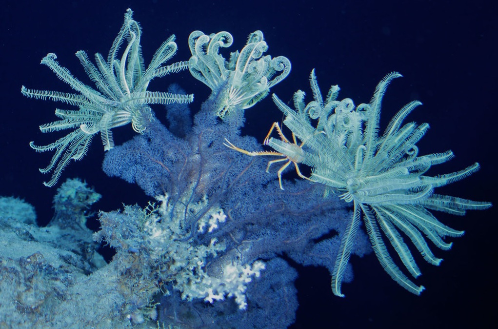 Глубоководный коралловый риф