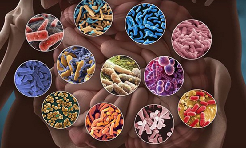 Бактерии представляют собой организм в организме, который называют микробиом. 