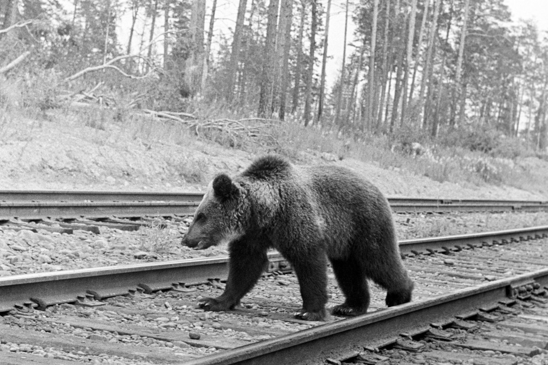 Медведь переходит железнодорожное полотно, район станции Тайшет, 1976 год