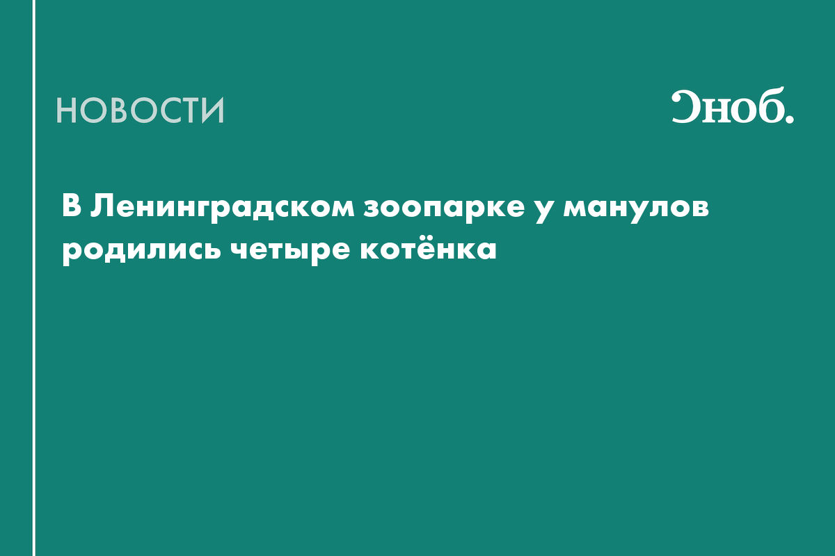 В Ленинградском зоопарке у манулов родились четыре котёнка