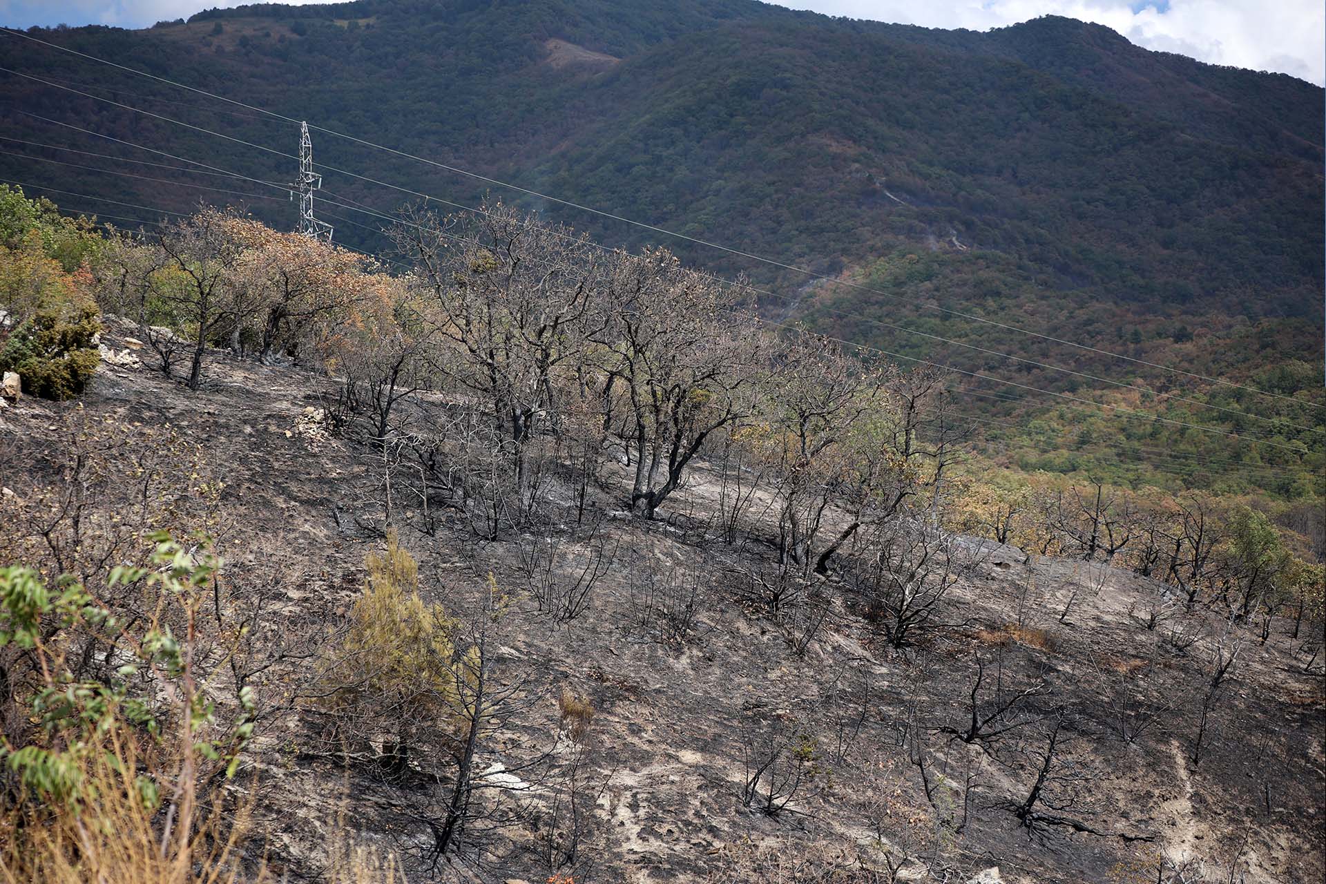 Обгоревший участок после лесного пожара в Геленджике