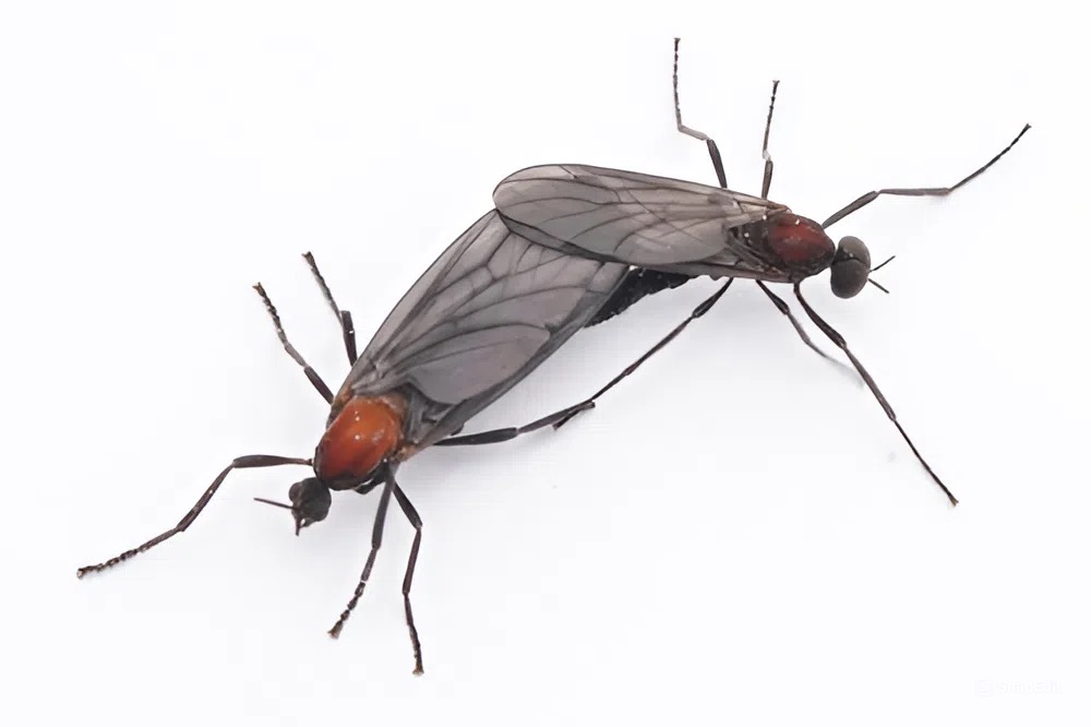 Plecia longiforceps