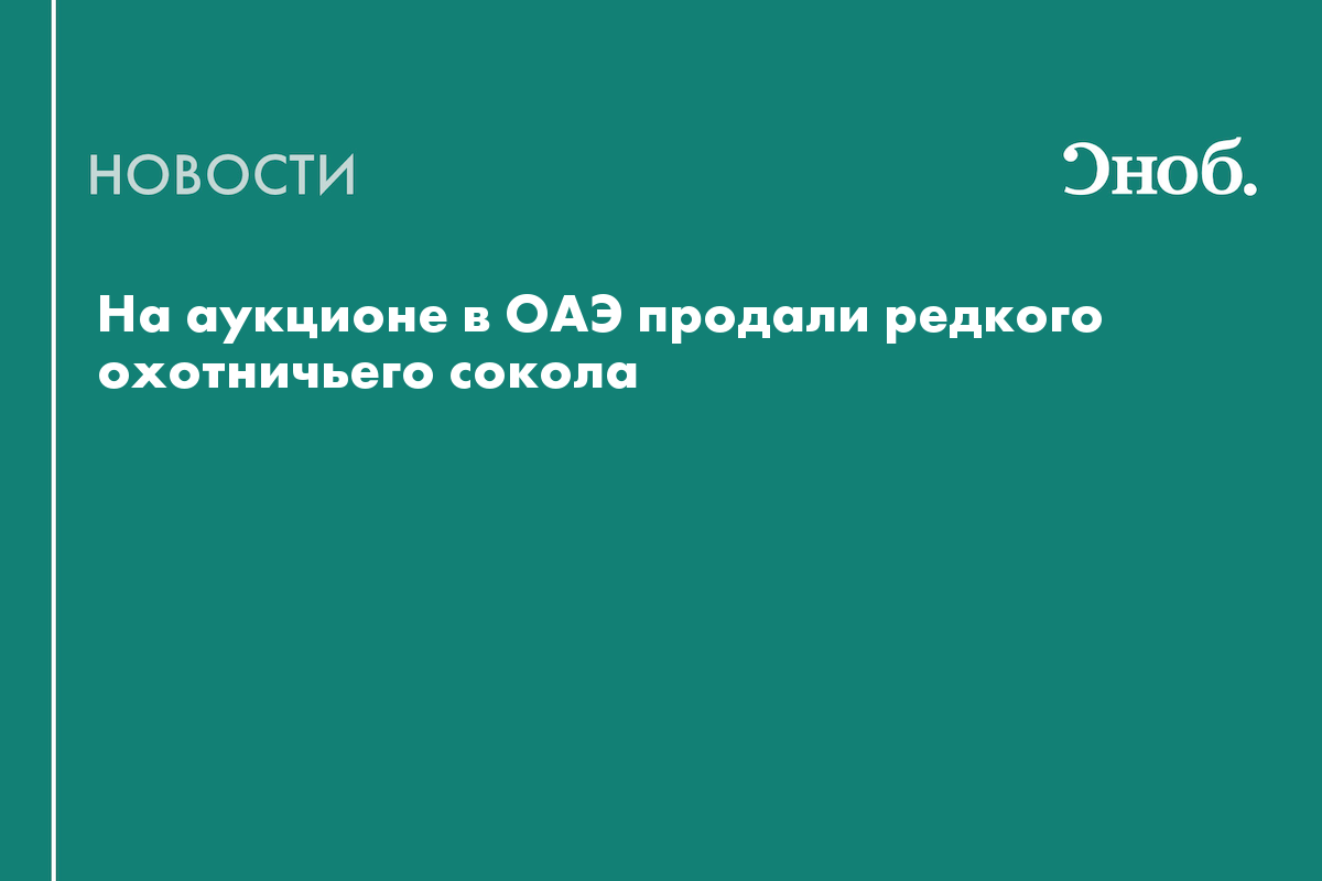 В ОАЭ продали редкого охотничьего сокола за рекордную 571 тысячу долларов