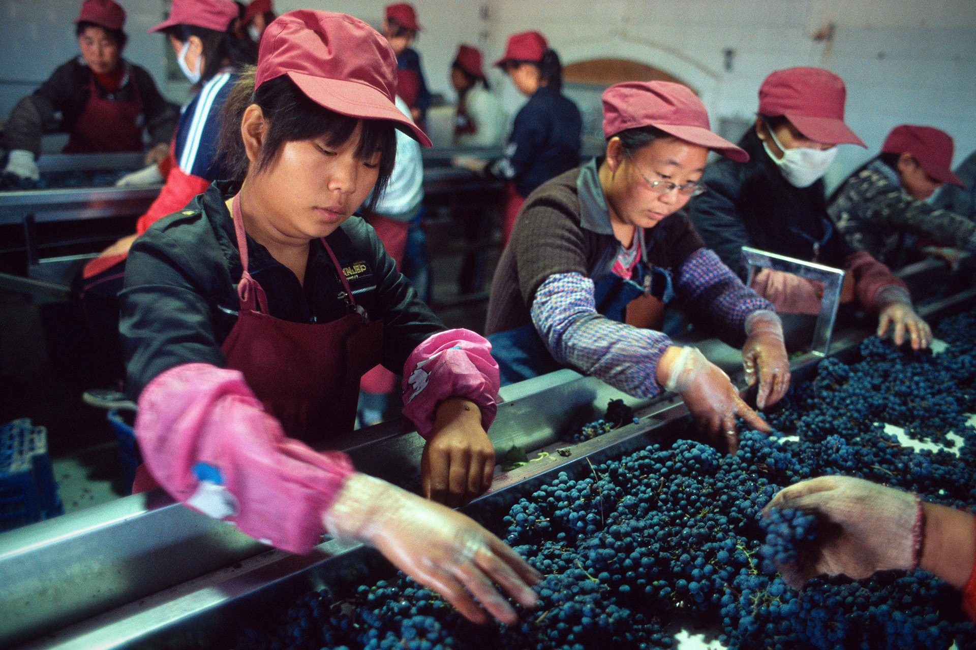 Женщины вручную отделяют виноград на винодельне Grace Vineyards в провинции Шаньси, Китай.