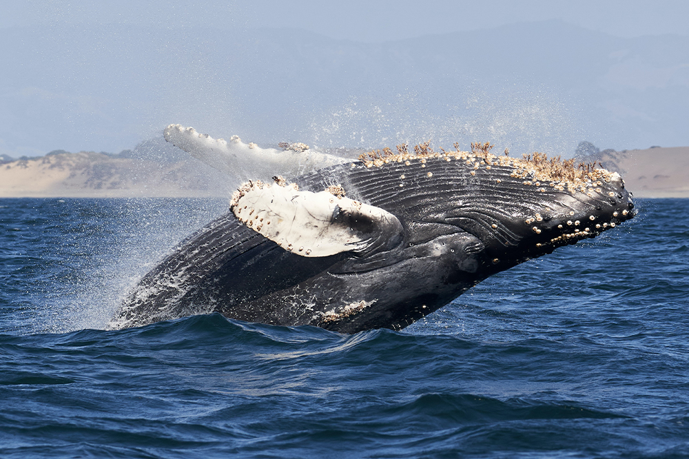 Горбатые, голубые, усатые. Что вы знаете о китах? Тест