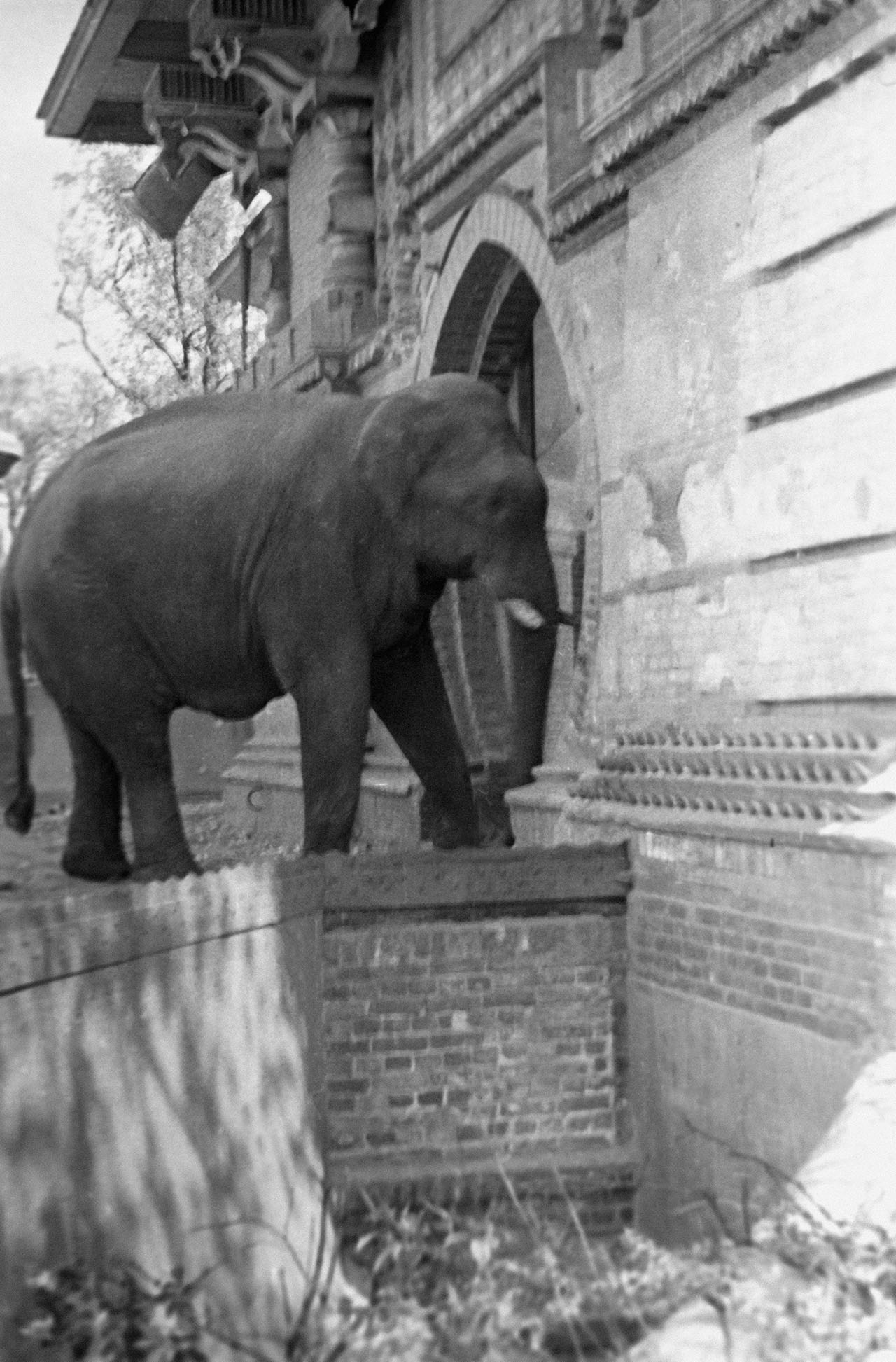 Уцелевший слон в городском зоопарке