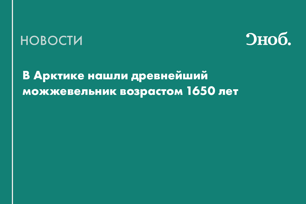 В Арктике нашли древнейший можжевельник возрастом 1650 лет