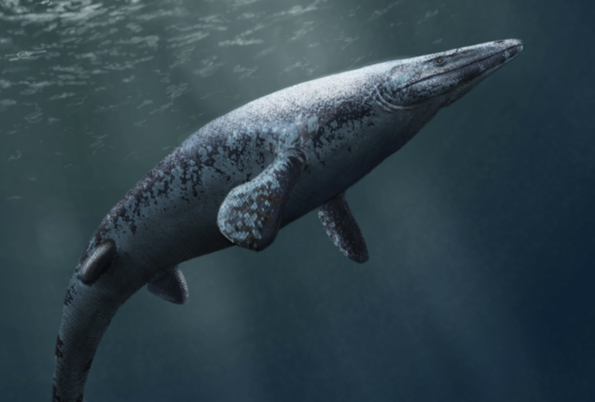 В Марокко обнаружили новый вид гигантского мозазавра