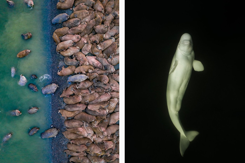 Слева: Моржи на о. Матвеев; справа: Белуха в акватории Соловецких островов