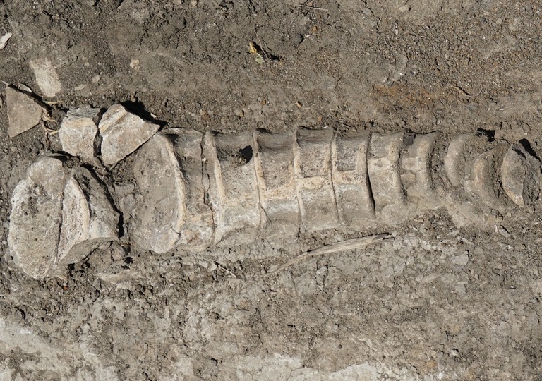 Фрагмент скелета ихтиозавра