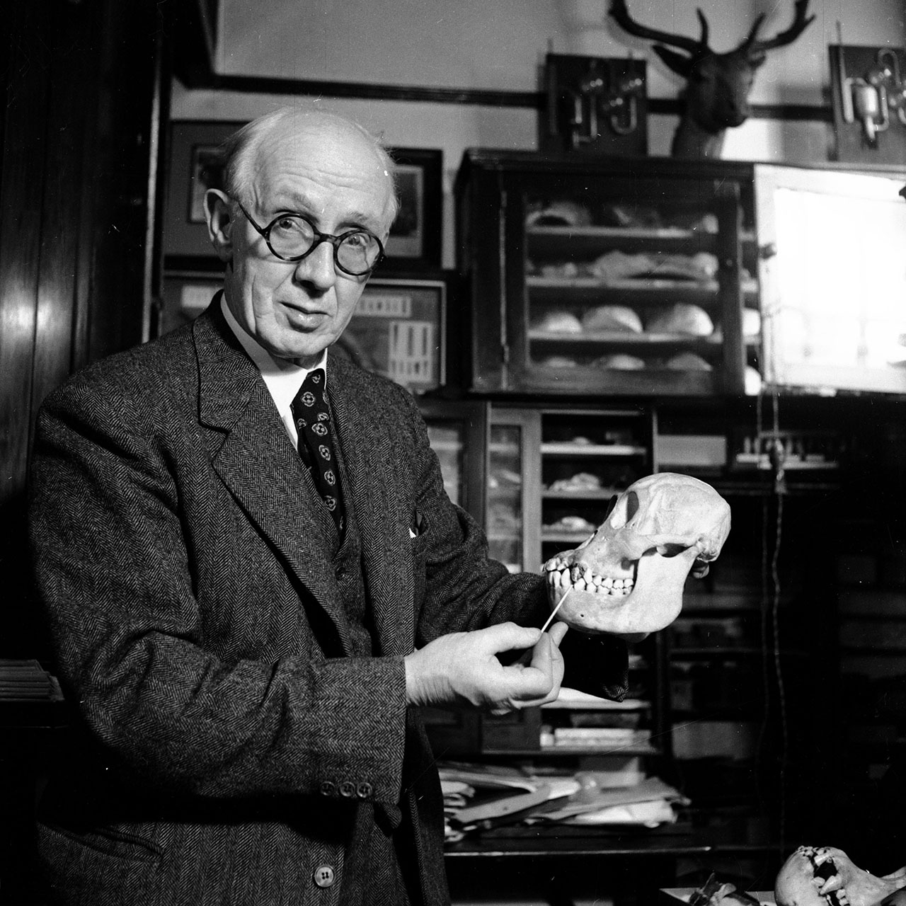 Мистер Марстон демонстрирует, что пилтдаунский череп на самом деле сравнительно недавнего происхождения и состоит из останков человека и орангутанга