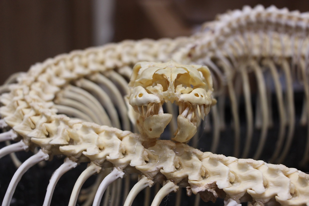 Скелет сетчатого питона