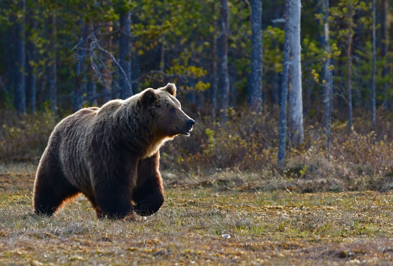 Медведя не могут найти зоозащитники