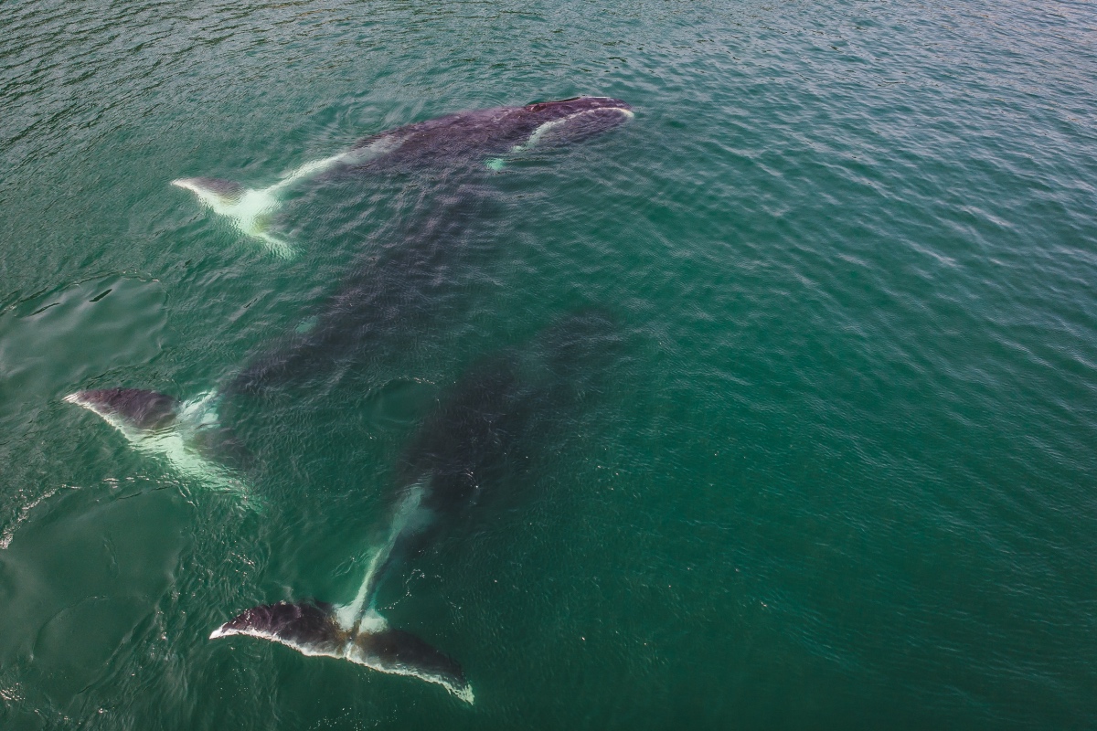 Гренландские киты в бухте Врангеля