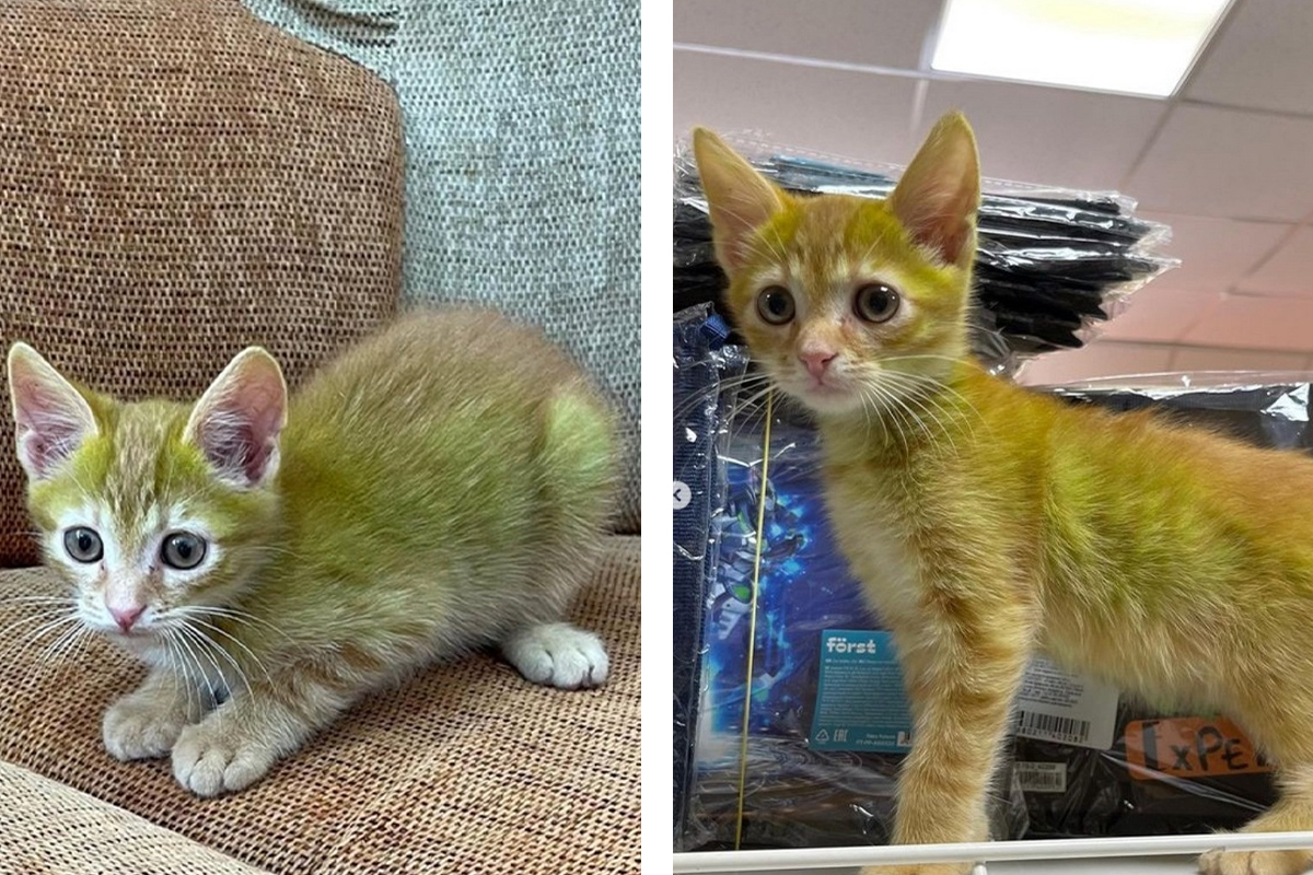 Фото Зеленых Котят