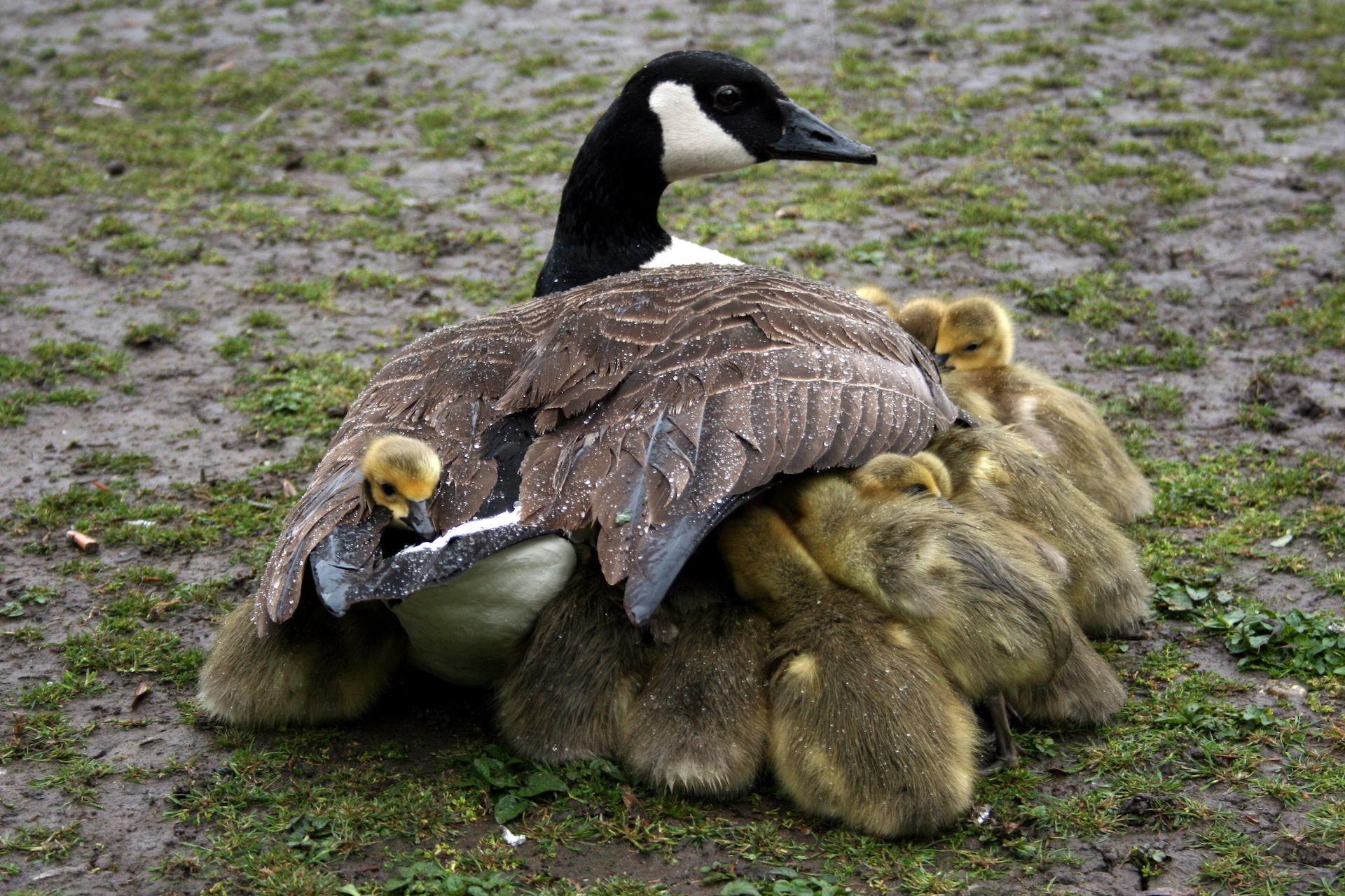 Канадская казарка (Branta canadensis) с птенцами