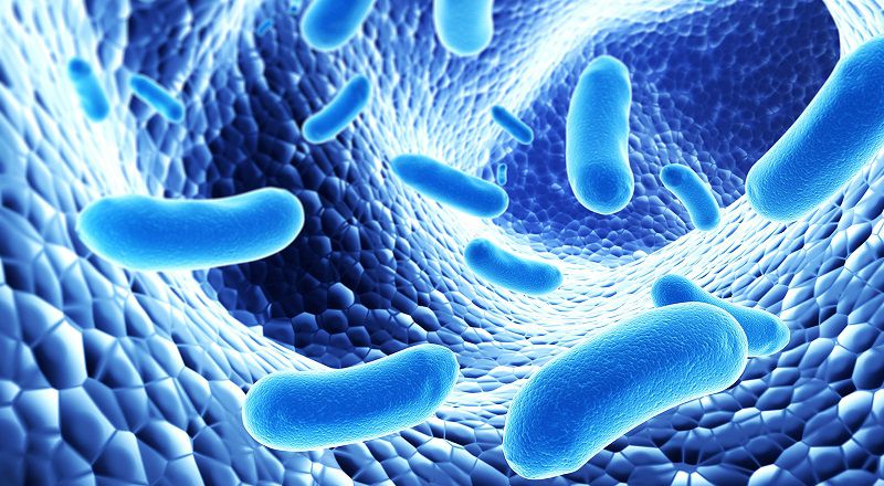   Бактерии в пробиотиках способны прямо подавлять патогенные и условно-патогенные бактерии в кишечнике. Но бактерии в жидких пробиотиках проявляют эту способность в несколько раз сильнее. Например, ацидофильная палочка в жидком варианте почти в 8 раз сильнее подавляет вредоносные микроорганизмы, чем тот же штамм в сухом исполнении.
